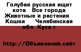 Голубая русская ищит кота - Все города Животные и растения » Кошки   . Челябинская обл.,Куса г.